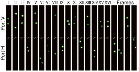 Sixteen numbered frames from a photon-counting camera, each showing green dots in either the Port V row or the Port H row, but almost never in both.